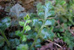 Asplenium subglandulosum. Mature 1‑pinnate-pinnatifid fronds covered in long white hairs.
 Image: L.R. Perrie © Te Papa CC BY-NC 3.0 NZ